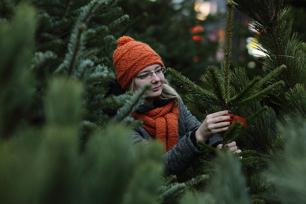 Deutschland importiert Weihnachtsbäume im Wert von 26 Millionen Euro