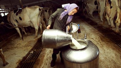 Fetthaltige Milch gleich fette Kinder?