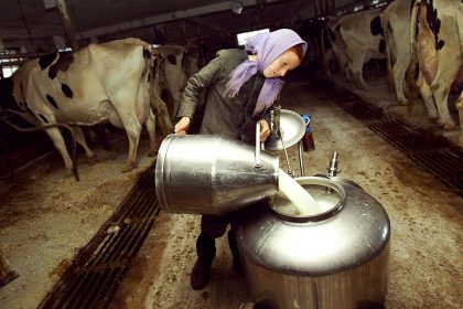 Fetthaltige Milch gleich fette Kinder?