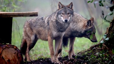 Krisenstab eingerichtet: Wolfsrudel aus Gehege im Bayerischen Wald ausgebrochen