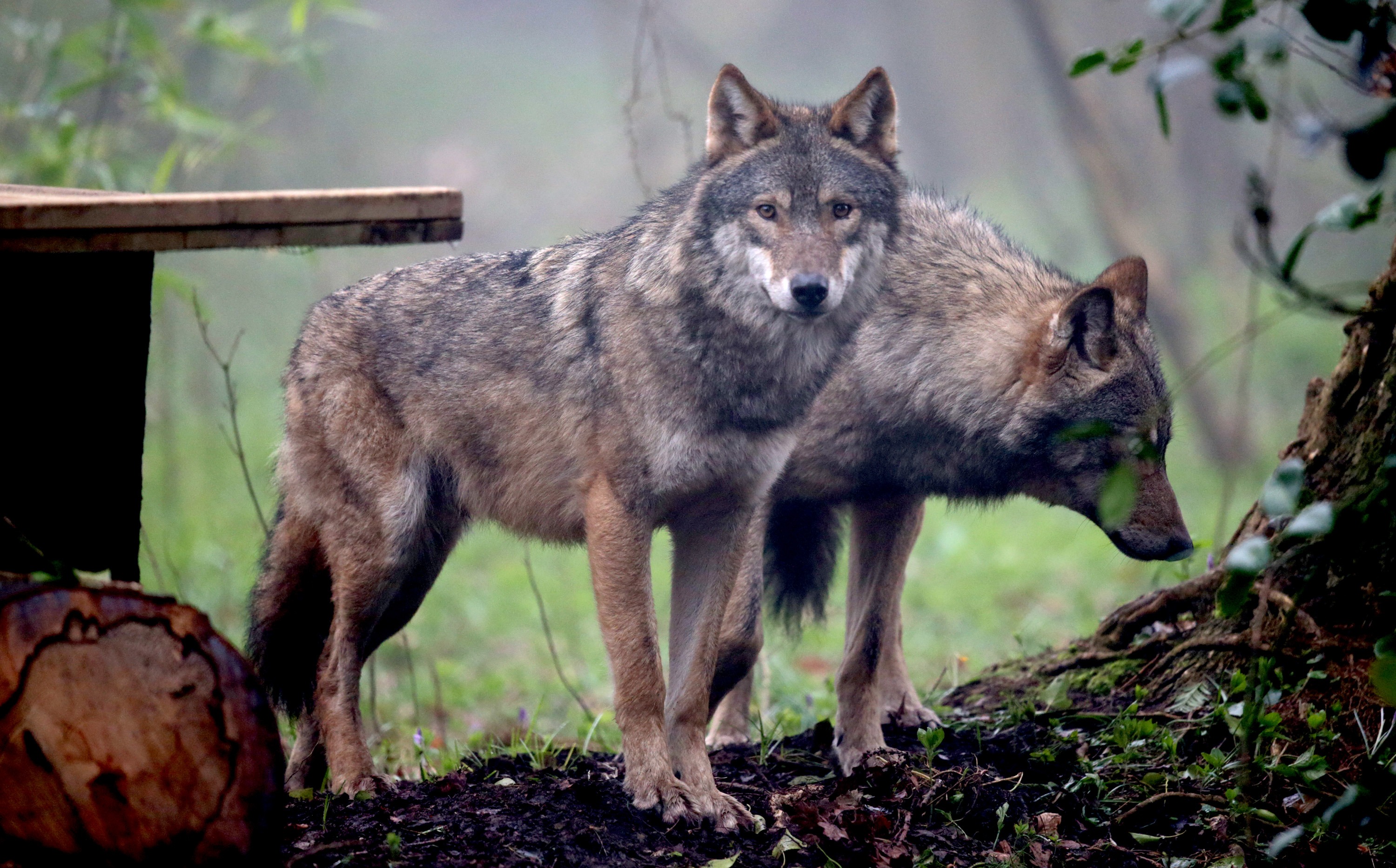Krisenstab eingerichtet: Wolfsrudel aus Gehege im Bayerischen Wald ausgebrochen