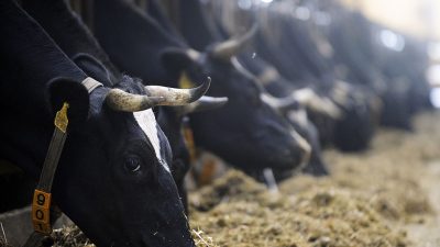 Tierschutzbund veröffentlicht Richtlinien für ein Siegel für Milch