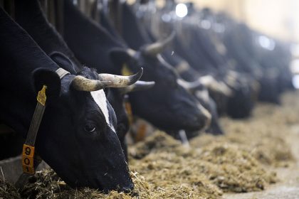 Tierschutzbund veröffentlicht Richtlinien für ein Siegel für Milch