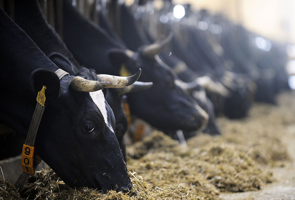 Tierschutzbund veröffentlicht Richtlinien für ein Siegel für Milch