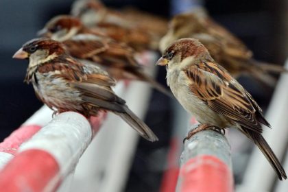 Spatz bleibt Deutschlands häufigster Gartenvogel