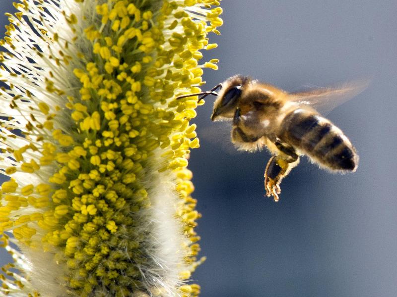 Bienenforscher: Kein Bienensterben in Deutschland