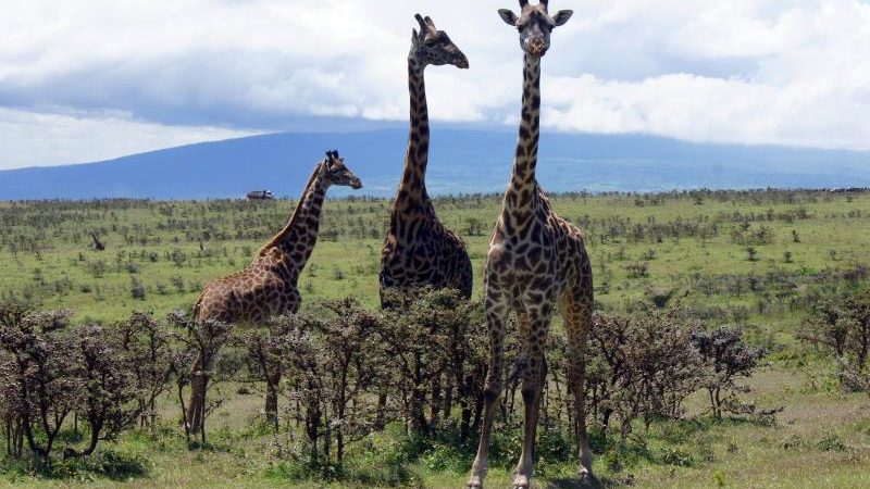 Naturschützer warnen: Giraffen vom Aussterben bedroht