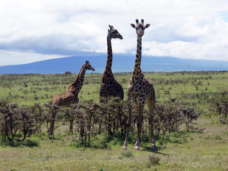 Naturschützer warnen: Giraffen vom Aussterben bedroht