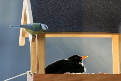 Singvögel machen sich in Gärten und Parks rar – Kein Zusammenhang mit Vogelgrippe