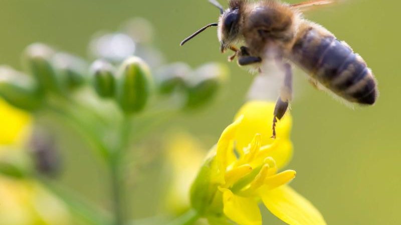 Umweltschützer und Imker fordern nationalen Aktionsplan zum Schutz von Bienen – Grüner Agrarminister soll handeln