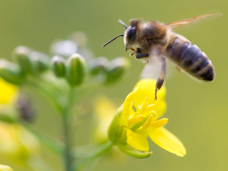 Tödliche Wirkung von Pestiziden auf Bienen von US-Umweltschutzbehörde bestätigt – trotzdem kein Verbot in den USA