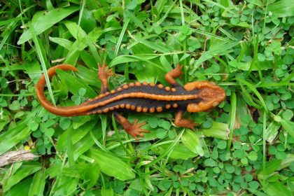 Forscher stellen neu entdeckte Tiere und Pflanzen vor