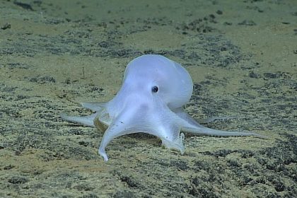 Tiefseekraken brüten auf Manganknollen