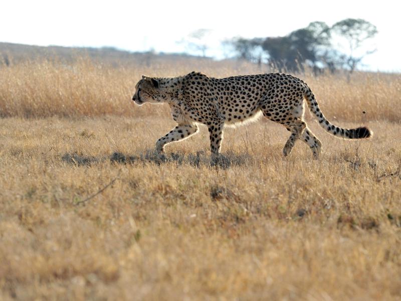 Geparden stärker bedroht als bislang angenommen