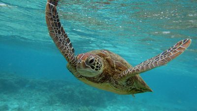 Vögel, Kängurus, Schildkröten: Riesige Tierarten in Australien durch Menschen ausgerottet