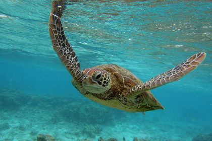 Vögel, Kängurus, Schildkröten: Riesige Tierarten in Australien durch Menschen ausgerottet