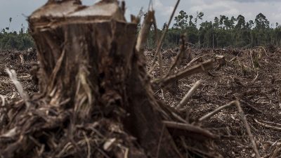 Umweltzerstörung in Indonesien – Greenpeace: Banken finanzieren „skrupellos agierenden Palmölproduzenten“