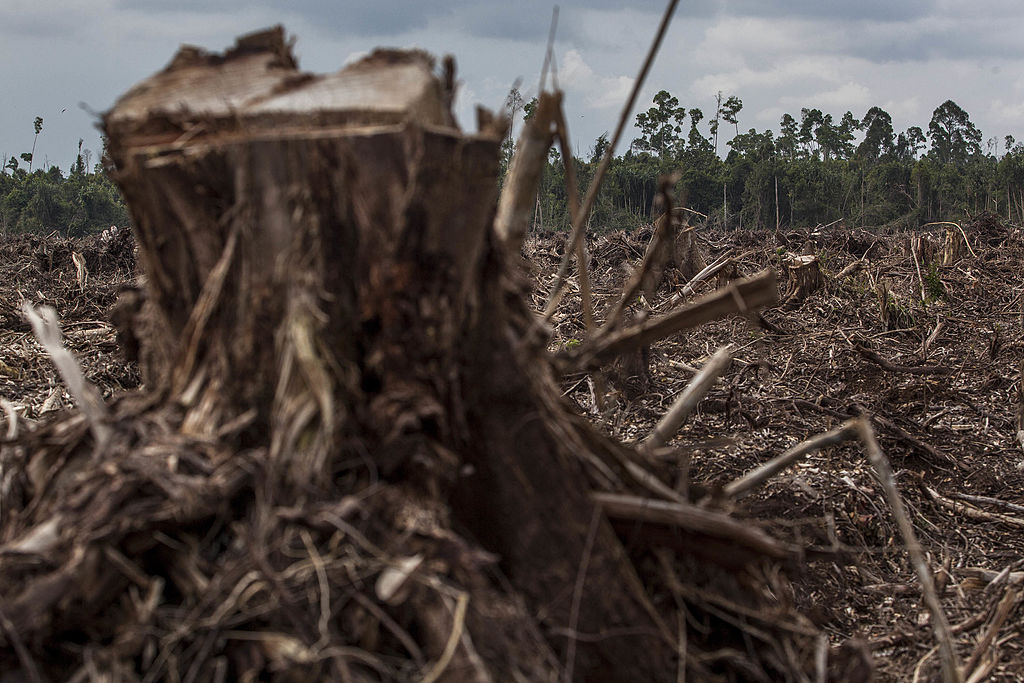 Umweltzerstörung in Indonesien – Greenpeace: Banken finanzieren „skrupellos agierenden Palmölproduzenten“