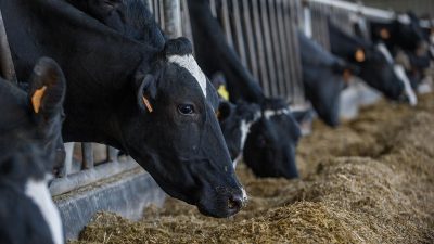 Staatliches Tierwohl-Label eine ökologische Mogelpackung?