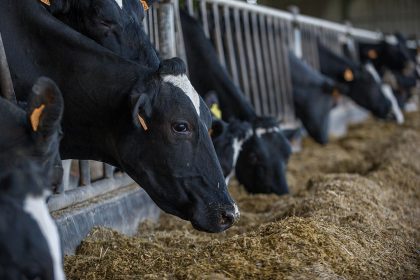 Staatliches Tierwohl-Label eine ökologische Mogelpackung?