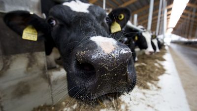 Bauernpräsident fordert höhere Lebensmittelpreise