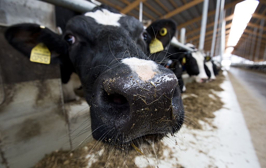 Seit Ende der Milchquote: Mehr als 5600 Milchbauern haben aufgegeben – Kleine Betriebe besonders betroffen