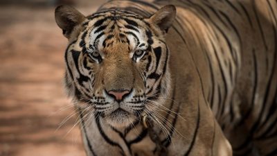 Tiger in chinesischem Wildpark beißt Besucher zu Tode + Video