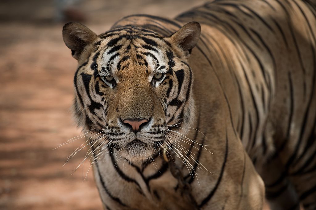 Tiger in chinesischem Wildpark beißt Besucher zu Tode + Video