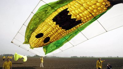 Keine Mehrheit der EU-Staaten für Genmais-Zulassung von Monsanto & Co