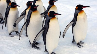 Bei Glatteis raten Orthopäden und Unfallchirurgen zum Pinguin-Gang