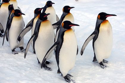 Bei Glatteis raten Orthopäden und Unfallchirurgen zum Pinguin-Gang