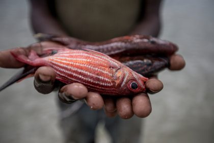 Mehr Fisch für weniger Menschen? Fischessen wird zur Gerechtigkeitsfrage
