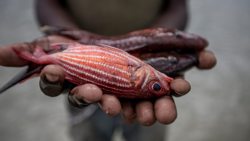 Mehr Fisch für weniger Menschen? Fischessen wird zur Gerechtigkeitsfrage