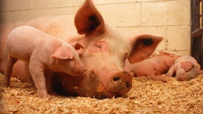 Streit um Tierhaltung: Umweltbundesamt weist Bauern-Proteste zurück