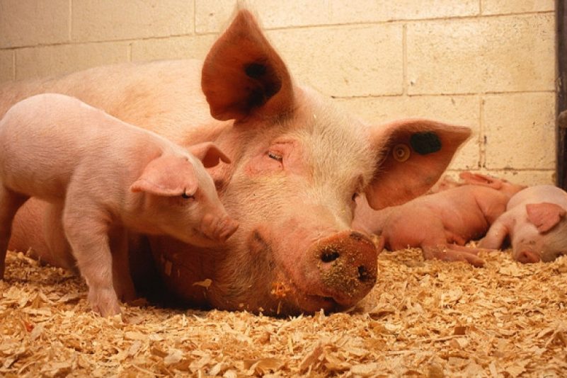 Streit um Tierhaltung: Umweltbundesamt weist Bauern-Proteste zurück
