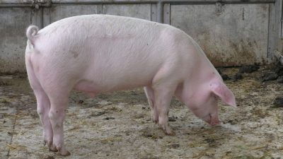 Landwirte halten vorerst an Schweine-Kastration ohne Betäubung fest