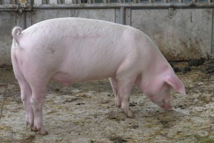 Landwirte halten vorerst an Schweine-Kastration ohne Betäubung fest