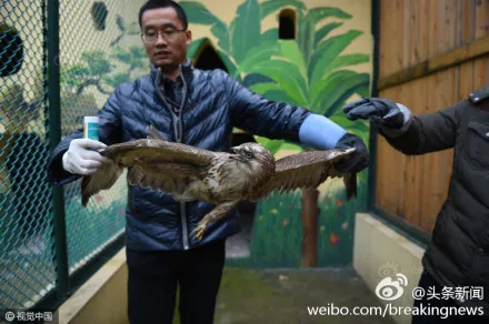 Greifvogel bei Smog in China wegen Erschöpfung und Hunger abgestürzt foto Screenshot Weibo