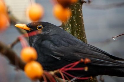 Mit Fernglas und wachen Augen: Große Vogelzählaktion startet