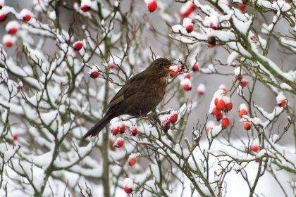 Amsel, Meise und Spatz: Naturschützer rufen zur Zählung auf
