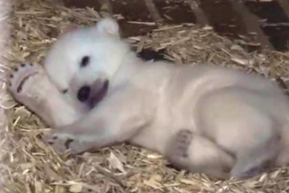 Eisbärenbaby in Berliner Tierpark geht es gut