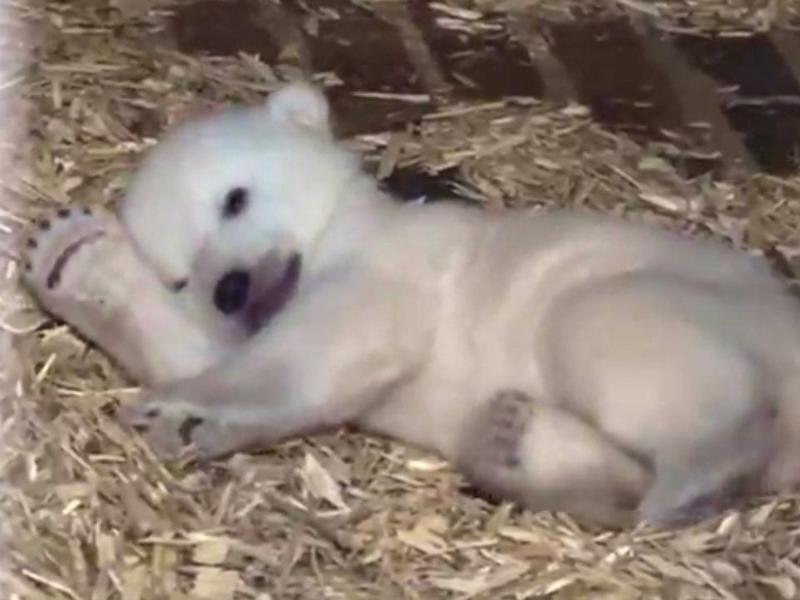 Eisbärenbaby in Berliner Tierpark geht es gut