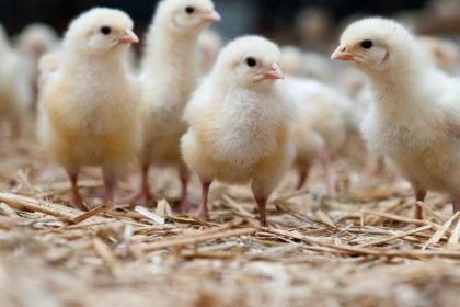 Kükenschreddern soll durch neue Technik überflüssig werden
