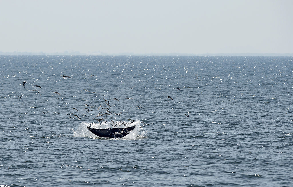 Japan tritt aus Internationaler Walfangkommission aus – Kommerzieller Walfang erstmals seit 30 Jahren