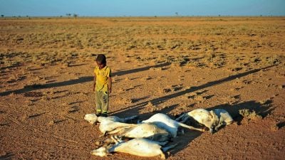 Wasserknappheit: Hunger und Cholera fordern in Somalia über 110 Todesopfer