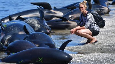 Drama bei Farewell Spit: Erneut 200 Wale an der Küste Neuseelands gestrandet