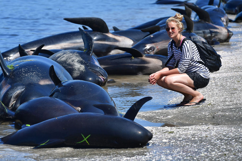 Drama bei Farewell Spit: Erneut 200 Wale an der Küste Neuseelands gestrandet