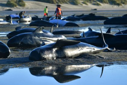 Helfer retten über 200 Wale – Sorge um gestrandete Wale an der Küste Neuseelands bleibt bestehen
