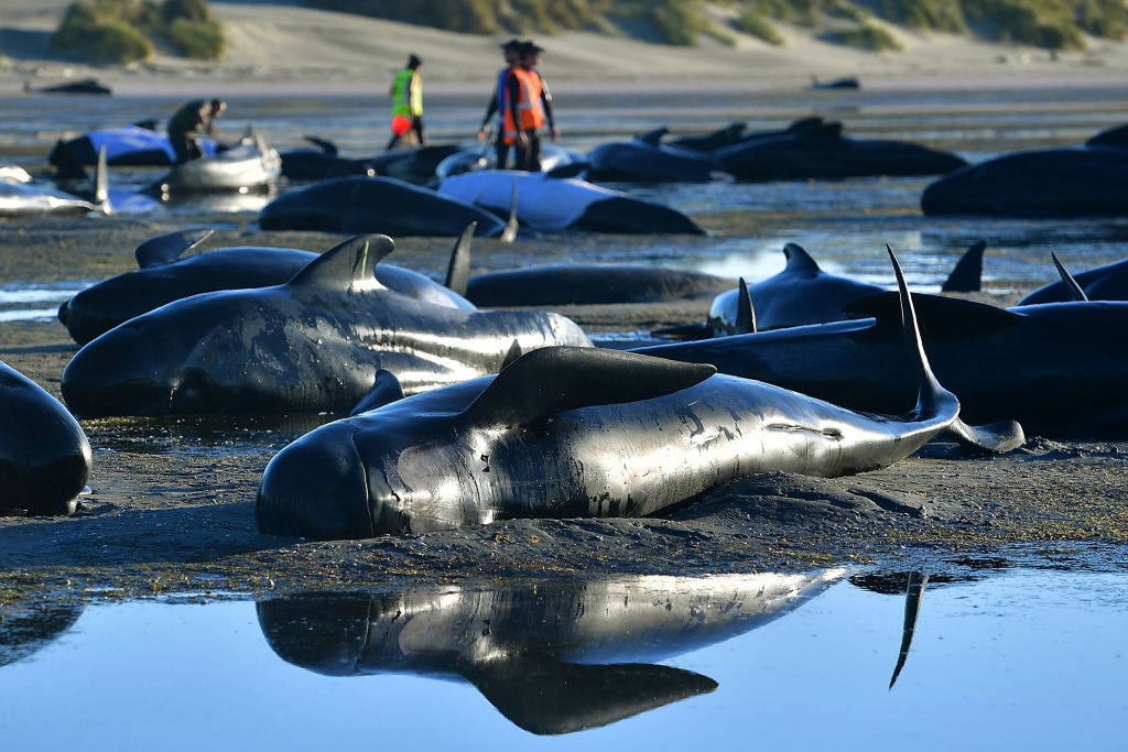 Helfer retten über 200 Wale – Sorge um gestrandete Wale an der Küste Neuseelands bleibt bestehen