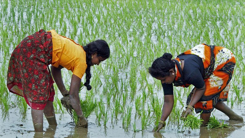 Indiens „Reisrevolution“, oder: Genmanipulierte Lebensmittel müssen nicht sein!